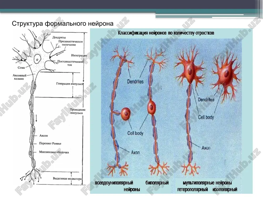 y dugi. sostavlyaet 0.2-0.5 ms i opredelyaet vremya refleksa (ot nachala razdrajeniya do nachala otvetnoy reaktsii). sinapticheskaya zaderjka – vremya mejdu nachalom presinapticheskoy depolyarizatsii i nachalom postsinapticheskogo potentsiala. obuslovlena: vremenem, neobxodimim dlya depolyarizatsii nervnogo okonchaniya; vremenem otkrivaniya kaltsievix kanalov; vremenem uvelicheniya vnutrikletochnoy kontsentratsii kaltsiya, kotoriy zapuskaet protsess ekzotsitoza 3. summatsiya– eto yavlenie vozniknoveniya reflektornogo otveta pri deystvii mnojestvennix podporogovix razdrajeniy sushestvuyut dva tipa summatsii: summatsiya vremennaya (posledovatelnaya); podporogovoe razdrajenie nanositsya na odnu i tu je tochku retseptivnogo polya. vpsp bistro sleduyut drug za drugom i summiruyutsya blagodarya svoemu otnositelno medlennomu vremennomu xodu (15 ms), dostigaya v kontse kontsov podporogovogo urovnya (ekr.) v oblasti aksona. vremennaya summatsiya otveta obuslovlena tem, chto vpsp prodoljaetsya dolshe, chem refrakterniy period aksona. summatsiya prostranstvennaya (odnovremennaya) podporogovie razdrajeniya nanosyatsya odnovremenno na neskolko tochek retseptivnogo polya, v rezultate konvergentsii neyronnix vxodov proisxodit summatsiya lokalnix otvetov. ekr eo — testoviy otvet; — tetanicheskaya stimulyatsiya; — potentsirovanniy otvet nervnoy …