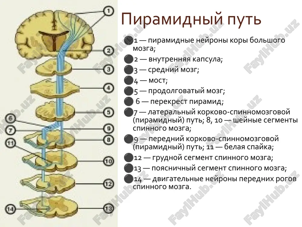 dona - sjatie ikronojnix mishts simptom sheffera - sjatie axillova suxojiliya simptom pussepa - shtrixovoe razdrajenie vdol narujnogo kraya stopi zashitnie refleksi simptom bextereva- mari- fua - pri rezkom bolevom sgibanii paltsev stopi voznikaet "troynoe sgibanie" nogi (v tazobedrennom, kolennom i golenostopnom sustavax). patologicheskie sinkinezii - voznikayut v paralizovannoy konechnosti iz-za vipadeniya tormozyashix vliyaniy kori na intraspinalnie avtiomatizmi. snijenie ili otsutstvie bryushnix i kremasternix refleksov narushenie funktsii tazovix organov po tsentralnomu tipu - ostraya zaderjka mochi pri porajenii piramidnogo puti s posleduyushim periodicheskim nederjaniem mochi (reflektornoe oporojnenie mochevogo puzirya pri pererastyajenii), soprovojdayushimsya imperativnimi pozivami na mocheispuskanie. topicheskaya diagnostika (perifericheskiy paralich) porajenie perifericheskogo nerva – perifericheskiy paralich mishts v zone innervatsii odnogo nerva; mnojestvennoe porajenie nervnix stvolov (polinevropatiya) – vyaliy tetraparez v distalnix otdelax konechnostey; porajenie perednix koreshkov – perifericheskiy paralich mishts, innerviruemix dannim koreshkom, fastsikulyarnie podergivaniya; porajenie perednix rogov – perifericheskiy paralich v zone innervatsii dannix segmentov, fibrilyarnie podergivaniya topicheskaya …