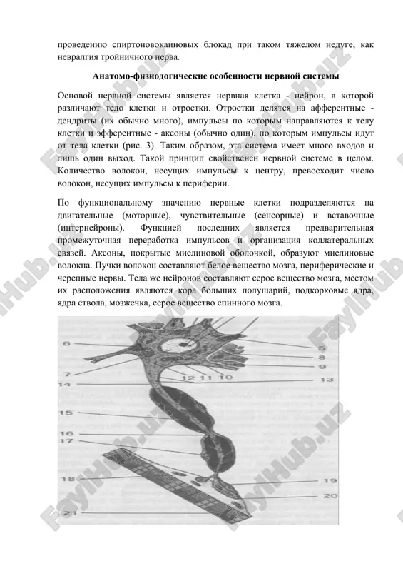 ya k telu kletki i efferentnie - aksoni (obichno odin), po kotorim impulsi idut ot tela kletki (ris. 3). takim obrazom, eta sistema imeet mnogo vxodov i lish odin vixod. takoy printsip svoystvenen nervnoy sisteme v tselom. kolichestvo volokon, nesushix impulsi k tsentru, prevosxodit chislo volokon, nesushix impulsi k periferii. po funktsionalnomu znacheniyu nervnie kletki podrazdelyayutsya na dvigatelnie (motornie), chuvstvitelnie (sensornie) i vstavochnie (interneyroni). funktsiey poslednix yavlyaetsya predvaritelnaya promejutochnaya pererabotka impulsov i organizatsiya kollateralnix svyazey. aksoni, pokritie mielinovoy obolochkoy, obrazuyut mielinovie volokna. puchki volokon sostavlyayut beloe veshestvo mozga, perifericheskie i cherepnie nervi. tela je neyronov sostavlyayut seroe veshestvo mozga, mestom ix raspolojeniya yavlyayutsya kora bolshix polushariy, podkorkovie yadra, yadra stvola, mozjechka, seroe veshestvo spinnogo mozga. ris. 3. stroenie neyrona s nervno-mishechnim sinapsom: 1 - yadro; 2-yadrish¬ko; 3 - satellit yadrishka; 4 - dendrit; 5 - endoplazmaticheskaya set s granulami rnk (bazofilnoe veshestvo); 6 - lipofustsin; 7 - granuli dnk; 8 …