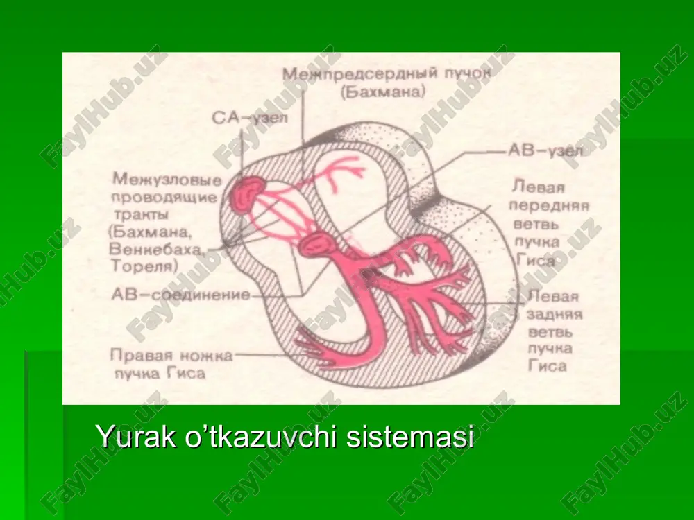 r blokada– bo’lmachadan qorinchaga impulslar o’tishi buzilganida yuzaga keladi. 3 darajaga bo’linadi. sinoaterial blokada 1 – darajali blokada - uning klinik belgilari bo’lmay u faqat ekg orqali pq oraliqning 0.3-0.4 sekunddan ko’proq uzayishi av-blokada i daraja av-blokada ii- daraja, i va ii tip 2 – darajali atrioventikulyar blokada - * ashof – tavar tugunchasi va gis bog’lami orqali bo’lmachadan qorinchaga impulslar o’tishi qiyinlasha borib * p-q orqali uzayib boradi va natijada impulslardan biri bo’lmachalardan qorinchalarga yetib bormaydi ekgda qrs kompleks qayd qilinmaydi. * shundan so’ng yana o’tkazuvchanlik qayta tiklanib impulslar normal o’ta boshlaydi * bir necha muddatdan so’ng o’tkazuvchanlik yana buziladi * p-q oraliq uzayib boradi * r tishchadan keyin uzun diastola xosil bo’ladi samoylov – venkebax davri * ekgda p tishchalar soni qorincha qrs sonidan ko’p bo’lib, ular o’rtasidagi munosabat: 2:1; 3:1, va hok. - to’liq bo’lmagan yurak blokadasi bo’lmachalardan qorinchalarga impulslardan 2 yoki 3-si o’tadi. 3 – darajali …