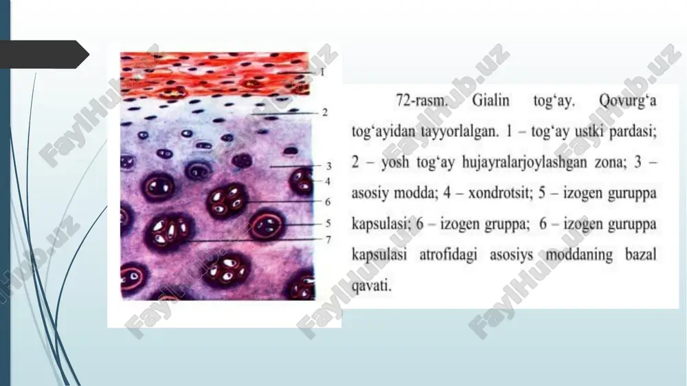 tog’ay to’qimasini hujayra elementi va hujayralararo moddasi - Page 5