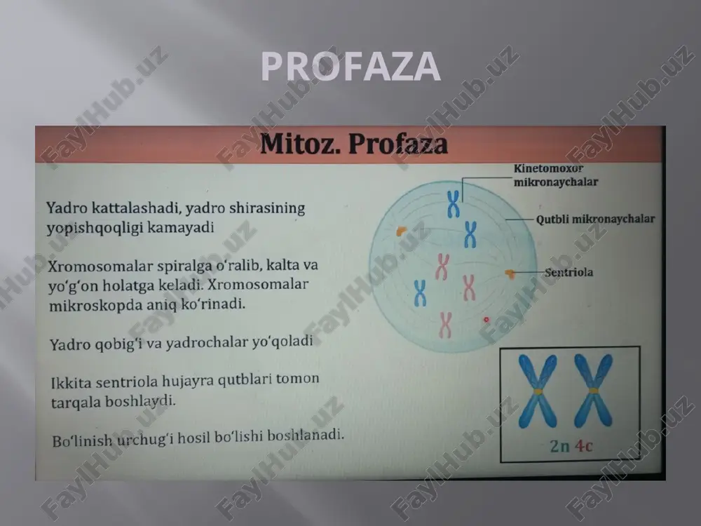 mitoz va meyoz - Page 5