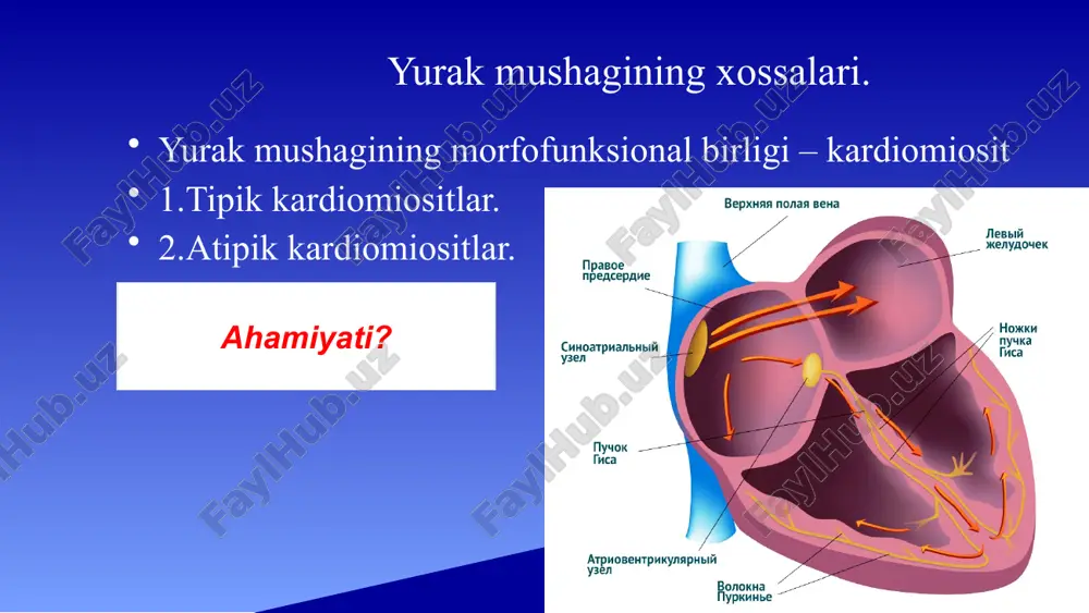 fiziologiyasining murakkabliklarini ochish va maqsadli davolash strategiyalarini ishlab chiqish uchun juda muhimdir. kaltsiy bilan ishlash va qo'zg'alish-qisqarish birikmasi boshqarishning intrakardial mexanizmlari kaltsiy bilan ishlov berish va qo'zg'alish-qisqarish birikmasini o'z ichiga oladi. ushbu jarayonlar yurakning normal ishlashini ta'minlash uchun juda muhimdir. kaltsiy bilan ishlash yurak miyositlari ichidagi kaltsiy ionlarini tartibga solishni anglatadi. bu yurak qisqarishida muhim rol o'ynaydigan ushbu ionlarni chiqarish, qayta qabul qilish va saqlashni o'z ichiga oladi. qo'zg'alish-qisqarish birikmasi - bu elektr qo'zg'alish yurak mushaklarining qisqarishini keltirib chiqaradigan jarayon. bu birikma kaltsiy ionlari va kontraktil oqsillar o'rtasidagi o'zaro ta'sir orqali amalga oshiriladi. yurak ichidagi qayta aloqa mexanizmlari nazoratning intrakardial mexanizmlari uning faoliyatini saqlab qolish uchun yurak ichidagi qayta aloqa mexanizmlarini o'z ichiga oladi. ushbu mexanizmlar yurak urish tezligini, ritmini va kontraktilligini tartibga solishga yordam beradi, yurakning optimal ishlashini ta'minlaydi. intrakardiyak qayta aloqa mexanizmlari avtonom nerv tizimining modulyatsiyasi, gormonal tartibga solish va kislorod va metabolitlar darajasi kabi mahalliy omillarni o'z …