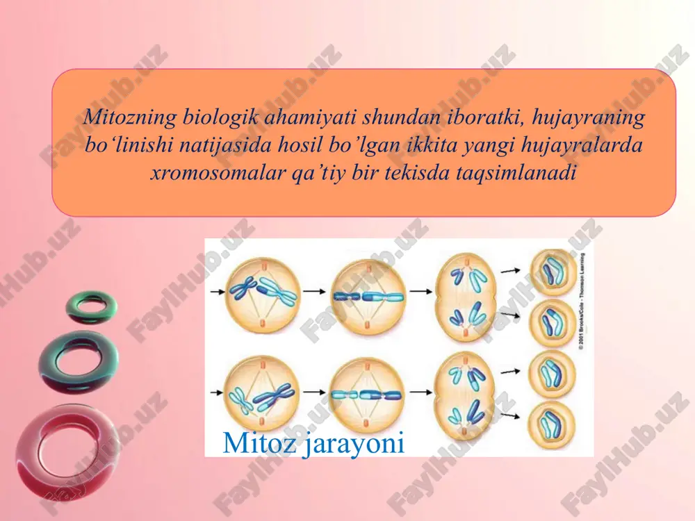 mitoz va meyozning biologik ahamiyati - Page 5