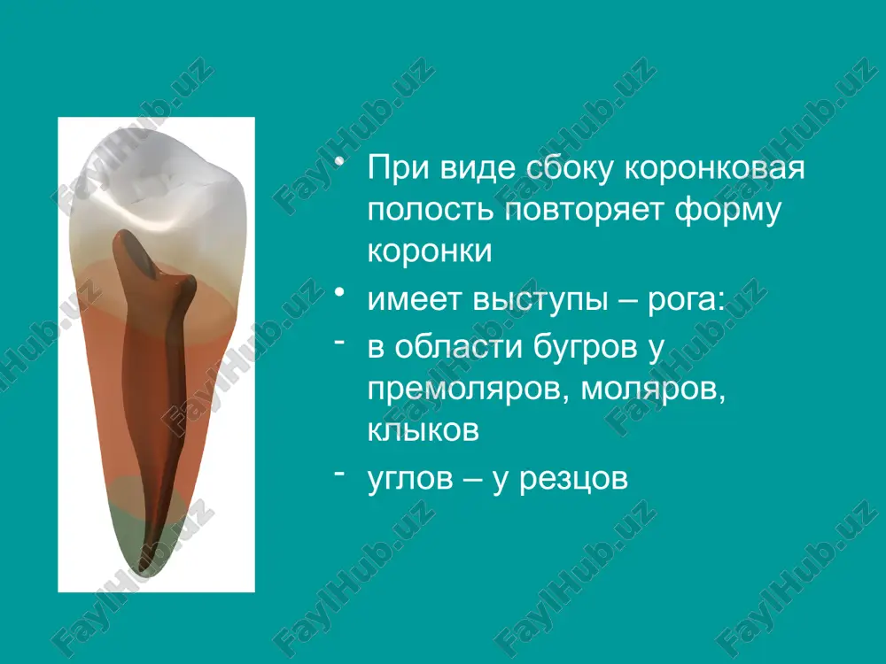 nebniy koren mojet imet dva kanala u molyarov so srosshimisya kornyami. klinicheski vtoroy nebniy kanal proyavlyaetsya kak distalniy shyochniy kanal proektsiy ustev kornevix kanalov molyarov verxney chelyusti: a- pervogo v - vtorogo reztsi nijney chelyusti srednyaya dlina tsentralnogo reztsa 20.7mm srednyaya dlina lateralnogo reztsa 21.7mm kolichestvo korney 1 (100%) kolichestvo kornevix kanalov 1 (60%) 2 (40%) kolichestvo apikalnix otverstiy 1 (99%) 2(1%) lateralniy kornevoy kanal inogda razvetvlenie kanala na verxushke redko rasstoyanie ot verxushki kornya do apikalnogo otverstiya 0-1 mm(90%) 1 -2mm (10%) diametr kornevogo kanala 1 mm ot verxushki 0.15-0. 70mm 2 mm ot verxushki 0.30-1. 00mm 3 mm ot verxushki 0.30-1. 00mm 5 mm ot verxushki 0.30-1. 30mm raskritie polosti odnokornevogo zuba dvukornevogo tsentralniy rezets nijney chelyusti (31) varianti stroeniya polosti zuba bokovoy rezets nijney chelyusti (32) varianti stroeniya polosti zuba raskritie polosti odnokornevogo zuba dvukornevogo klik nijney chelyusti srednyaya dlina kanala 21.6mm kolichestvo korney 1 (98%) 2 …