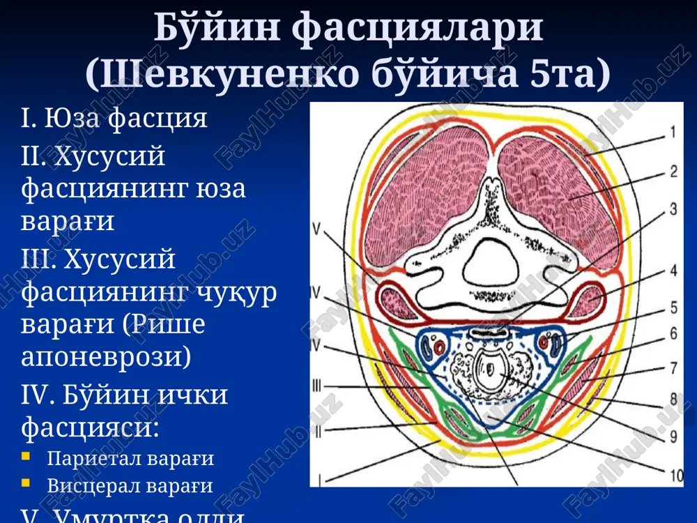 di uskuna yordamida uzoq vaqt sun'iy nafas oldirishga imkon beradi a.v vishnevskiy buyicha blokada texnikasi chap kulning kursatkich barmogi bilan tush-umrov surgichsimon muskulining oka kirgogi urtasida muskullar xamda muskuldan orka va medial tomonda joylagan buyinni kon tomir va nerv tutami xam ichkariga suriladi.shprits ignasi barmokning uchi yonila sanchiladi va ichkariga 4 buyin umurtkasi kundalang usimtasining old yuzasi yunalishida utkaziladi. igna mutlako ichkariga va biroz yukoriga 4-6 sm chukurlikda kiritish lozim. umurtkaning old yonbosh yuzasiga etgandan sung shprits chikarilib olinadi, igna esa koldiriladi. buyin kon tomirlari teshilmaganligiga ishonch xosil kilgandan sung,30-50ml0,25% novokain eritmasi yuboriladi.igna chikarilib olinadi igna sanchilgan joy yod nastoykasi surtiladi sterillangan boglam kuyiladi. blokada vagosimpatik blokada to'g'ri bajarilganda klod bernar-gorner sindromi: ptoz mioz enoftalm yuzning qizarishi image1.jpeg image2.jpeg image3.jpeg image4.jpeg image5.png image6.png image7.jpeg image8.jpeg image9.jpeg image10.jpeg image11.emf image12.jpeg image13.jpeg image14.png image15.png image16.jpeg image17.jpeg image18.jpeg image19.jpeg