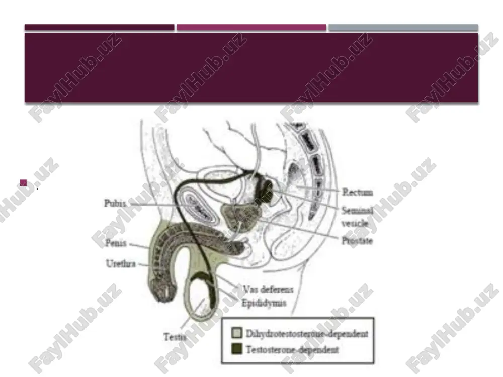 androgen befarqligi sindromi (ais) - Page 5