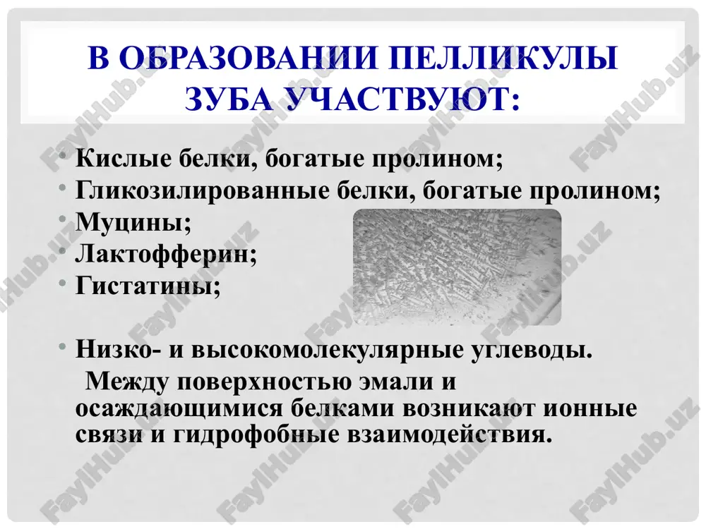 yu sposobstvuet pisha, bogataya uglevodami), v kotoroy proisxodit demineralizatsiya emali i razvitie kariesa. v kisloy srede uvelichivaetsya vozmojnost zamesheniya ionov kaltsiya v gidroksiapatitax emali na ioni vodoroda, rastet rastvorimost kristallov gidroksiapatitov, a takje povishaetsya aktivnost kisloy fosfatazi – fermenta, sposobstvuyushego demineralizatsii (usilivayushaya rastvorenie struktur tkaney zuba). 2. formiruetsya shelochnaya sreda i akkumuliruyutsya visokie kontsentratsii kaltsiya i fosfatov, to est sozdayutsya usloviya dlya vipadeniya v osadok soley kaltsiya i obrazovaniya zubnogo kamnya. 25 zubnoy kamen – patologicheskoe nerastvorimoe obrazovanie na poverxnosti zuba otlojenie v zubnom nalete neorganicheskix veshestv, t.e. ego mineralizatsiya, privodit k obrazovaniyu zubnogo kamnya. v zavisimosti ot raspolojeniya na poverxnosti zuba razlichayut nad- i poddesnevoy zubnoy kamen. po svoemu sostavu oni sxodni. 26 ximicheskiy sostav zubnogo kamnya bolshaya chast zubnogo kamnya predstavlena – kaltsiem (29-57%), neorganicheskim fosfatom (16-29%), i magniem (0,5%). istochnikom kaltsiya, fosfatov i drugix ionov yavlyaetsya slyuna. belki i aminokisloti (glutamat, aspartat i dr.); uglevodi (fruktoza, galaktoza, …