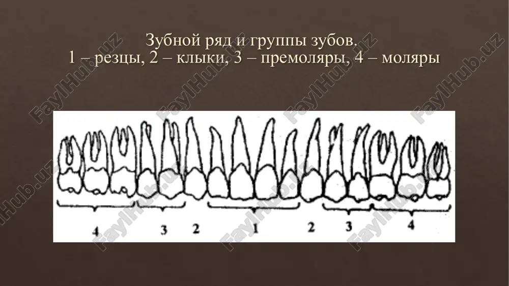 buditeley infektsii v ranu s koji ruk medpersonala pri operatsiyax i razlichnix manipulyatsiyax, a takje zashishayut vracha-stomatologa ot infitsirovaniya i vrednogo vozdeystviya na koju ruk dezinfitsiruyushix agentov i toksicheskix veshestv. vipuskayutsya xirurgicheskie i anatomicheskie perchatki. xirurgicheskie perchatki dvux tipov: tip a -iz rezinovogo kleya i tip b - iz lateksnoy smesi. v zavisimosti ot dlini iii paltsa, shirini zapyastya i kisti xirurgicheskie perchatki bivayut 10 nomerov manjetochnaya chast perchatki zakanchivaetsya skruchennim venchikom tolshinoy 2+0,5 mm. dlina xirurgicheskix perchatok nezavisimo ot razmera - 275 mm. xirurgicheskie perchatki razdelenie xirurgicheskix perchatok po nomeram v zavisimosti ot razmerov ruk nomer perchatok razmeri ruki, mm kisti zapyastya dlina iii paltsa 1 85 70 67 2 90 75 69 3 95 80 67 4 89 75 74 5 97 79 72 6 102 83 73 7 97 80 79 8 102 85 79 9 108 87 82 10 110 90 85 perchatki kolchujnie kolchujnie perchatki …