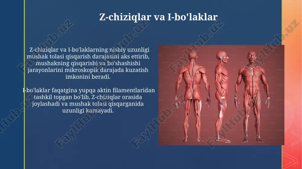 mushak qisqarish mexanizmini morfologik asoslari - Page 5
