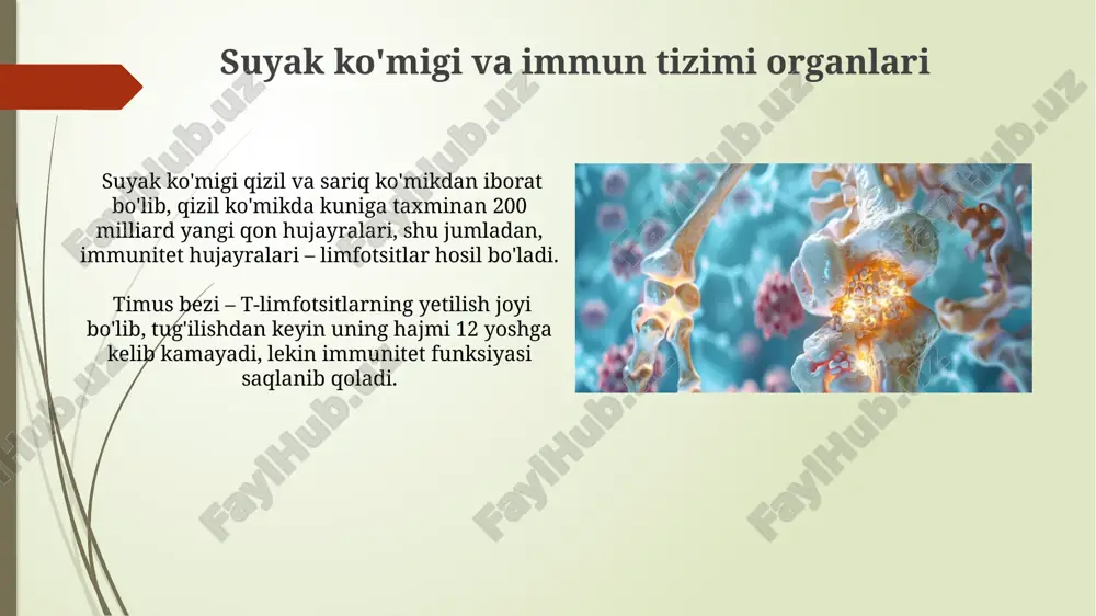 qon yaratuvchi va immun ximoya aʼzolari - Page 5