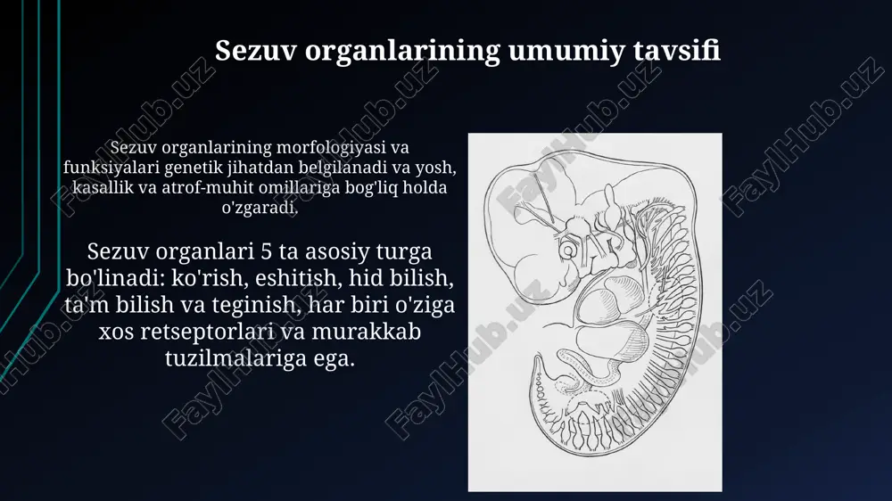 tam bilish aʼzolarining morfo funksiyanal tavsifi - Page 5