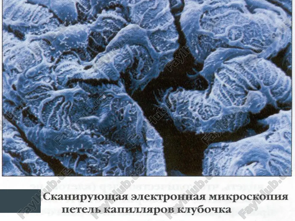 heniyu skf, no trebuet postoyannogo v/v vvedeniya inulina mnogokratniy zabor prob krovi i mochi ispolzuetsya tolko v nauchnix issledovaniyax *klirens – ochishenie n ob'ema krovi ot kakogo-libo veshestva za edinitsu vremeni,ml/min markeri funktsionalnogo sostoyaniya pochek kreatinin sivorotki skorost klubochkovoy filtratsii (klirens kreatinina – ochishenie n ob'ema krovi za edinitsu vremeni, ml/min) prichini izmeneniya sivorotochnogo kreatinina na uroven sivorotochnogo kreatinina ne vliyaet skorost pochechnogo krovotoka ili dieta povishenie kreatinina krovi pochti vsegda ukazivaet na uxudshenie funktsii pochek (snijenie skf) vsledstvie togo, chto kreatinin yavlyaetsya produktom metabolizma mishechnoy tkani, virajennoe snijenie mishechnoy massi (kaxeksiya) mojet privodit k snijeniyu kreatinina sivorotki tyajelie fizicheskie uprajneniya mogut vremenno povishat kreatinin na 0.5 mg/dl zavisit ot metoda opredeleniya (metod yaffe mojet zavishat ego znachenie) proba reberga-tareeva klirens kreatinina (90-140 ml/min/l.73 m2) kreatinin filtruetsya v klubochkax i lish do 10-15% ego sekretiruetsya v kanaltsax klinicheskoe ispolzovanie dlya otsenki funktsii pochek beremennost nestandartnie razmeri tela tyajelaya belkovo-energeticheskaya nedostatochnost …