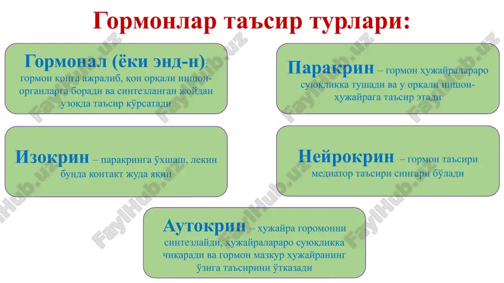 't tarkibida ekskretsiyasi (steroid gormon/, peptid gormonlar va katexolaminlar); 4) gormon/ning buyrak tomonidan siydik tarkibi-da ekskretsiyasi (peptid gormon/ va katexolamin/). gormonlarning ta'sir mexanizmi gormon/ ta'sirining 1-bosqichi – bu ularning nishon-hujayra maxsus retseptori b-n o'zaro ta'sirlashuvidir. retseptor/dan ayrilgan hujayra/ javob berishga qodir bo'lmaydi. ayrim gormon/ uchun retsep-tor/ hujayra membranasi (tashqi yoki ichki yuzasi)da, boshqa gormon/ uchun esa tsitoplazmada va yadroda joylashgan bo'ladi. gormonlarning retseptorlar b-n o'zaro ta'sirlashuvi fermenta-tiv reaktsiyalar oqimini boshlanishiga sabab bo'ladi. reaktsiya/ning har bir stadiyasi bir-biridan tobaro kuchayib boradi, shu sababli gormon-ning juda kichik kontsentratsiyasi ham sezilarli effektni bera oladi. gormon/= retseptor/i yirik oqsil/ hisoblanadi. har bir nishon-hujayrada 2000 dan 100 000 gacha shunday retseptor bo'lishi mumkin. retseptor/ aniq bir gormonga yuqori ixtisoslashgan bo'ladi, shu sababli gormon maxsus retseptor/i bo'lgan to'qima/gagina ta'sirini ko'rsatadi. gormonlarni sezadigan retseptorlar soni va sezgirligining boshqarilishi faol retseptorlar sonining kamayib ketishini gormon kontsentratsiyasining ortib ketishi va ularning retseptorlar b-n bog'lanishi provokatsiya (keltirib chiqarishi) qilishi mumkin. …