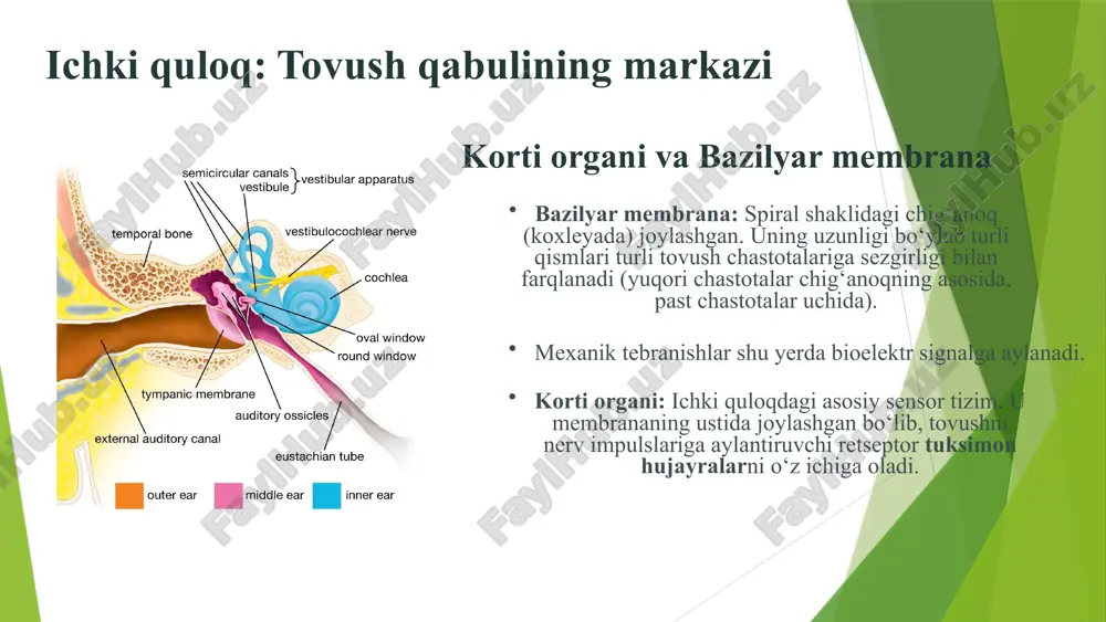 eshitish analizatorlari tuzilishi va faoliyati - Page 5