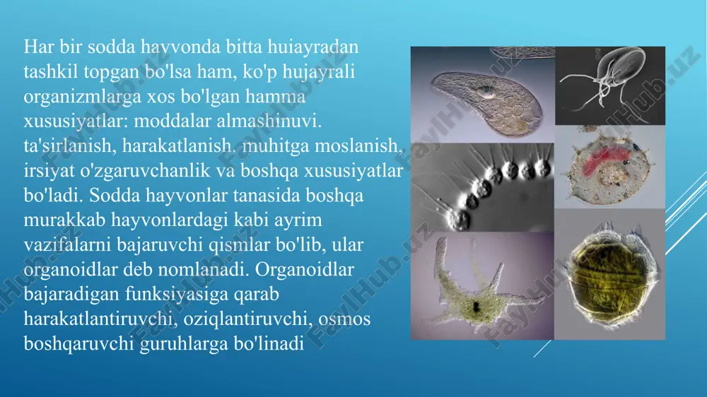 ashqi muhitga moslashuvi mikrobiologiyaning muhim tadqiqot yo‘nalishlaridan biridir. ularni o‘rganish orqali: • inson va hayvonlarda uchraydigan protozooz kasalliklarni aniqlash, • ularning hayot sikli va infektsiya yo‘llarini tushunish, • profilaktika va davolash choralari ishlab chiqish mumkin. protozoalarni o‘rganish uchun mikrobiologiyada maxsus tajriba va laboratoriya usullari qo‘llaniladi mikroskopik usullar bu usul protozoalarning tuzilishi, harakati, shakli va o‘lchamini o‘rganishning asosiy yo‘lidir. a) tirik (ho‘l) preparat tayyorlash • tirik protozoani tabiiy holatda ko‘rish imkonini beradi. • namuna (masalan, suv, najas, qon tomchisi) oynachaga qo‘yilib, ustiga qoplovchi oynacha yopiladi. • mikroskop ostida protozoaning harakatlanishi, soxta oyoqchalar, qamchi yoki kiprikchalar kuzatiladi. • tirik preparatlar harakat, ovqatlanish, qisqaruvchi vakuola faoliyatini aniqlashga yordam beradi. 👉 misol: amyoba proteus soxta oyoqchalar bilan harakat qiladi, paramecium esa kiprikchalar yordamida harakatlanadi. bo‘yalgan preparatlar (fiksatsiya qilingan) • protozoaning ichki tuzilishini (yadro, vakuola, sitoplazma) yaxshiroq ko‘rish uchun ishlatiladi. • avval preparat fiksatsiya (mustahkamlash) qilinadi, keyin maxsus bo‘yoqlar bilan bo‘yaladi. ko‘p qo‘llaniladigan bo‘yoqlar: • …
