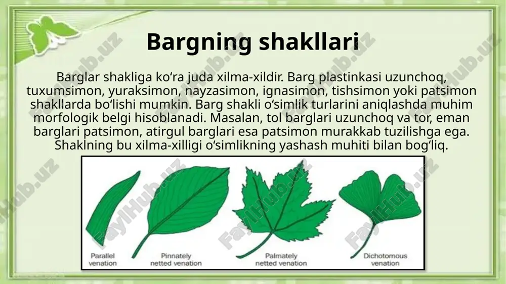 genetik tadqiqotlarda ham foydalaniladi. barglar ekologik monitoringda ham muhim indikator hisoblanadi. xulosa barg — o‘simlikning eng muhim organi bo‘lib, u fotosintez, transpiratsiya va gaz almashinuv orqali hayot uchun zarur jarayonlarni bajaradi. uning morfologik va anatomik tuzilmasi o‘simliklarning yashash sharoitlariga moslashuvini ko‘rsatadi. bargning shakli, tomirlanishi va tuzilishidagi xilma-xillik o‘simliklarning ekologik va evolyutsion ahamiyatini belgilaydi. shunday qilib, barg morfologiyasi o‘simlikshunoslik fanining muhim yo‘nalishlaridan biridir. foydalanilgan adabiyotlar roʻyxati 1. abdullayev x., to‘laganov m. “o‘simlikshunoslik”. – toshkent: “o‘qituvchi” nashriyoti, 2018. 2. ibragimov s., o‘ralova m. “botanika”. – toshkent: “yangi asr avlodi”, 2019. 3. yo‘ldoshev a., xudoyberdiyeva n. “umumiy biologiya”. – toshkent: “fan va texnologiya”, 2020. 4. rasulov t., karimov b. “o‘simlik morfologiyasi va anatomiyasi asoslari”. – toshkent: “universitet”, 2017. image1.jpeg image2.jpeg image3.jpeg image4.jpeg image5.jpeg image6.jpeg image7.jpeg image8.jpeg image9.jpeg image10.jpeg image11.jpeg image12.jpeg image13.jpeg /docprops/thumbnail.jpeg