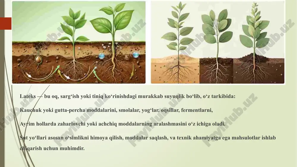 o‘simliklarda sut yo‘llarini mikroskopda kuzatish - Page 5
