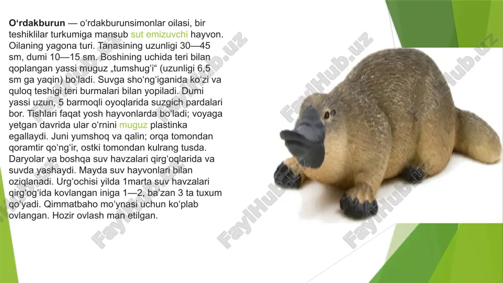oladi va shu yoʻsinda onasi orqasida sayohatini davom ettiradi. ona koala oʻz bolasini yana ikki yarim yil, ayiqcha mustaqil yashashga qodir boʻlguncha koʻtarib yuradi. koala bir vaqtlar juni uchun ovlangan. ammo, ularning soni nihoyatda kamayib ketgani uchun ovlash taʼqiqlab qoʻyilgan. natijada, koalalar soni yana koʻpaya boshladi. baʼzi zoologlar koalalarni alohida oilaga ajratadilar. koalalar bir muncha besoʻnaqay va nihoyatda xushfeʼl jonivordir. ular faqat avstraliyada yashaydi va ularni dunyoning birorta ham hayvonot bogʻida uchratib boʻlmaydi. sababi shundaki, bu xaltali ayiqlar oziqlanish borasida juda tanlovchan boʻladi. ular faqat evkalipt barglarini yeydi va bunda ham duch kelganini emas, yilning turli fasllarida koala turli evkaliptlar barglarini yeydi, maʼlumki, bu daraxtlar ham faqat avstraliyada oʻsadi. koala soʻzi mahalliy qabilalardan birining tilida — „ichmaydi“ degan maʼnoni bildiradi. bu hayvon haqiqatdan ham suv ichmaydi. evkalipt barglari tarkibidagi suv uning uchun kifoya. hasharotxorlar hasharotxo’rlar (insectivora) yo’ldoshli sutemizuvchilarning eng primitiv turkumi hisoblanadi. miya yarim sharlari ancha kichik va yuzasi silliq …