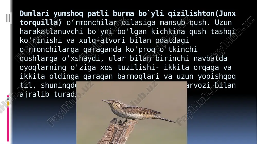 hasharotxo`rqushlar - Page 5