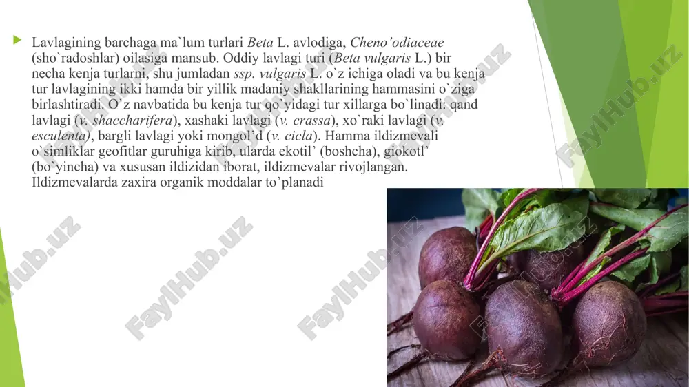 qizilcha turkumi mavzusida 204- guruh talabasi - Page 5