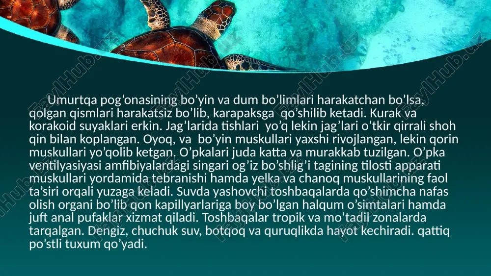 a krasnodar o'lkasi va dog'iston respublikasining tog' etaklarida cheklangan hududda topilgan. fil yoki galapagos toshbaqasi (lat. chelonoidis nigra) yer yuzidagi toshbaqalar oilasining eng katta a'zosi hisoblanadi. fil toshbaqalari 250-200 million yil oldin trias davri atrofida yerda paydo bo'lgan. shu vaqt ichida ularning qiyofasi o'zgarmadi.hozirda fil toshbaqasining 15 kichik turi ma'lum bo'lib, ulardan 5 kichik turi allaqachon yo'q bo'lib ketgan. galapagos toshbaqasi kattaligi bilan barchani hayratga soladi, chunki vazni 300 kg va balandligi 1 m gacha bo'lgan toshbaqani ko'rish ba’zi odamlarni cho’chitishi ham mumkin, uning diametri 1,5 metrga yetadi. yon bo‘yinli toshbaqalar (pleurodira) kenja turkumi ushbu kenja turkum vakillari boshi va bo'ynini gorizontal tekislikda yon tomonga burib plastron bilan karapaks orasidagi bo'shliqqa joylashtiradi. ular janubiy yarimsharda: avstraliya, janubiy afrika va janubiy amerika chuchuk suvlarida yashaydi. asosiy vakillariga arrau yoki tartaruga (podocenem expansa), matamata, argentina ilonbosh toshbaqasi va boshqalar kiradi. arrau toshbaqasi ancha yirik bo'lib, qalqonining uzunligi 80 sm gacha boradi. ularning …