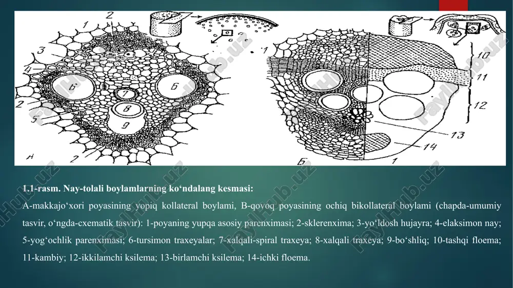 nxima. bog‘lam o‘rtasidagi u bilan bir yo‘nalishda ikkita elaksimon, biroz katta diametrdagi o‘tkazuvchi nay bog‘lamlari joylashgan bolib, ular orasidagi yo‘g"onlashgan po'stli yog'och pareximasi va yog och tolalari joylashgan. poyaning markaziga yaqin joyda bir-uchta spiral va shoxsimon, biroz kichik diametrli o'tkazuvchi naylar joylashgan. ular orasida ancha katta hajmdagi hujayralararo bo'shliq (havo yo'li) joylashgan bo‘lib, bu bo‘shliq (ilk) boshlang'ich o‘tkazuvchi naylar devorining buzilishi natijasida paydo bo‘lgan. ingichka nay-tola bog'lamlari va havo qatlamini mayda, po‘sti yog‘ochlanmagan hujayralardan iborat yog'och parenximasi o‘rab turadi naylar, yog‘och tolalari va yog'och 2.3-rasm. oshqovoq (cucurbilapepa) ning bikollateral o 'tkazuvchi nay bog 'lami. 1-asosiy parenxima; 2-tashqi floema; 3-kambiy; 4-ikkiiamchi ksilema; 5-birlamchi ksilema; 6-ichki floema. elaksimon parda (plastinka, kattalashtirilgan holdci ko'rinishi) barcha qo‘ng‘irboshdoshlar (roaseae) oilasiga taalluqli o'simliklar singari makkajo‘xorida ham nay-tola bog‘lamlari elaksimon riay bog'lamlari va shaxmat shaklida joylashgan yomdosh hujayralardan iborat. katta hujayralar elaksimon naylar bo‘lib, poyaning ko‘ndalang kesimidan tayyorlangan preparatda ular bo‘sh ko'rinadi, chunki ularning mahsuli odatdaoqib ketadi. …
