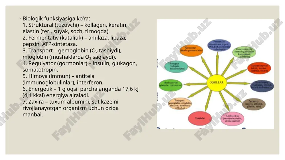 iradi (alkaloz holati). 3. energiya ishlab chiqarishni susaytiradi – miya hujayralarida α-ketoglutaratni glutamatga aylantirib, krebs siklini to‘xtatadi. 4. markaziy asab tizimi shikastlanadi – bosh og‘rigi, uyqusizlik, gallyutsinatsiya, hatto koma holatiga olib kelishi mumkin. shuning uchun organizmda ammiak tezda zararsizlantirilishi kerak. amoniakni neytrallash yo‘llari organizm ammiakni zararsizlantirish uchun bir nechta biokimyoviy mexanizmlardan foydalanadi. 1. mochevina sikli (ornitin sikli) – asosiy yo‘l bu jarayon jigar hujayralarida sodir bo‘ladi. amoniak (nh₃) va karbon(iv)-oksid (co₂) ishtirokida mochevina (urea) hosil bo‘ladi. reaksiyalar ketma-ketligi: 1. karbamilfosfat hosil bo‘ladi (nh₃ + co₂ → karbamilfosfat) 2. ornitin bilan birikib sitrullin hosil qiladi. 3. aspartat qo‘shilib argininosuktsinat hosil bo‘ladi. 4. argininosuktsinat parchalanib arginin va fumarat hosil qiladi. 5. arginin dan mochevina ajraladi, u qon orqali buyrakka o‘tib, siydik bilan chiqariladi. bu sikl orqali organizm ammiakni tez va samarali tarzda chiqarib yuboradi. 2. glutamin sintezi yo‘li bu yo‘l miyaning, mushaklarning va buyraklarning himoya mexanizmi hisoblanadi. amoniak glutamat bilan birikib, glutamin …