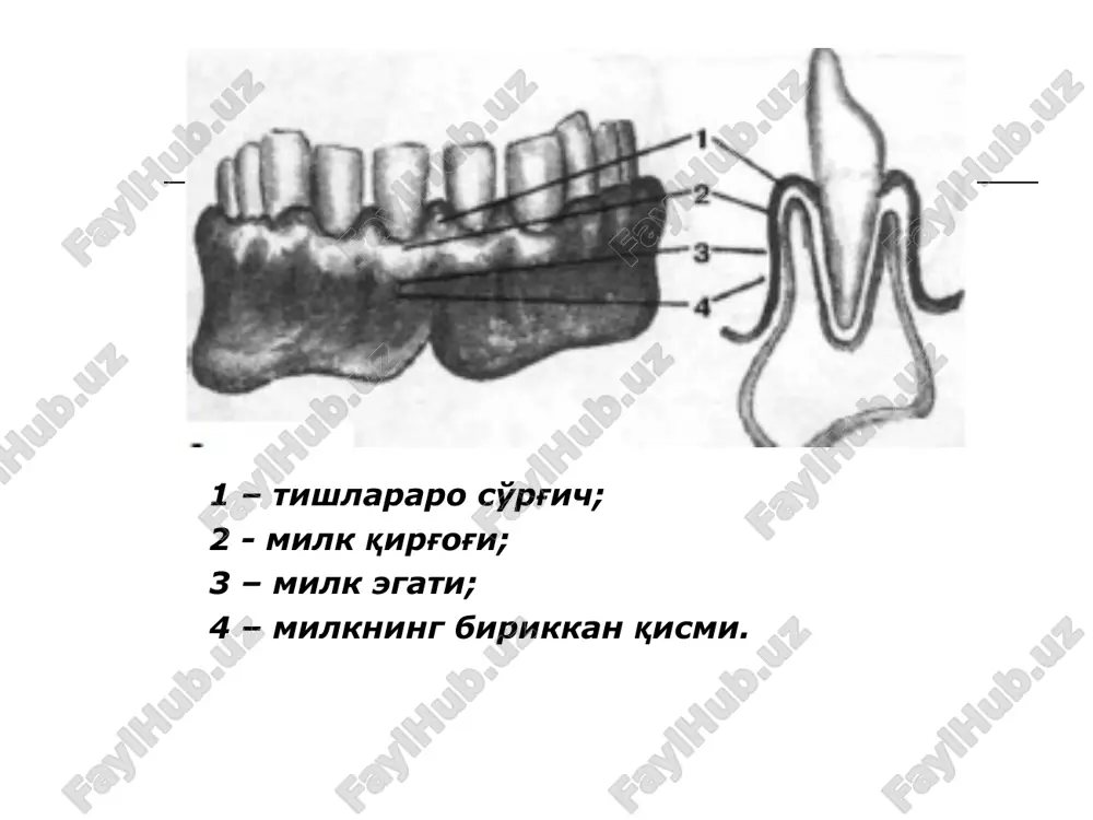 amaliy mashgulot №1parodont kasalliklari - Page 5