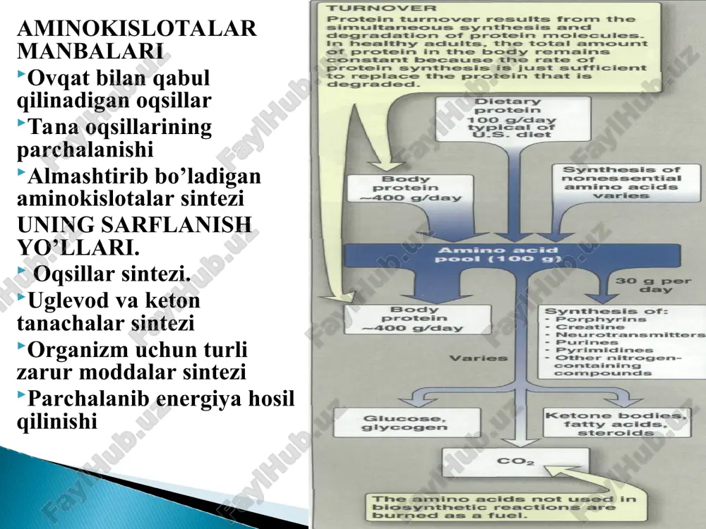 kislotalar fondi balansining saqlanishi mushaklar hisobiga boradi (50%dan ko'proq). bu fazada: mushaklar qonga alanin va glutaminni chiqaradi, mushaklarga qondan serin, sistein va glutamin kiradi. ichak qonga alanin va ammiakni chiqaradi, qondan glutaminni oladi. jigarga qondan asosan alanin so'riladi. buyraklar qonga serin va kam miqdorda alaninni chiqaradi, qondan glutamin, prolin va glisinni oladi. miya qondan valin, leysin va izoleysinni oladi. aminokislotalar nh2-guruhining o'zgarishi (dezaminlanish va transaminlanish); aminokislotalar soon-guruhining o'zgarishi (dekarboksillanish); aminokislotalar uglerod skeletining o'zgarishi. 1 va 2 yullar umumiy bo'lib, 3-yo'l - spesifikdir. transaminlanish reaksiyalari yordamida aminokislotalar biosintezi transdezaminlanish yo'li bilan aminokislotalarning parchalanishi uglevod va aminokislotalar almashinish yo'llarini integrasiyalaydi ba'zi spesifik moddalar sintezida ishtirok etadi (siydikchil, γ-aminomoy kislotami va boshqalar) transaminazalar turli to'qimalarda keng tarqalgan, kon zardobida esa uning faolligi past, bu a'zo va to'qimalardagi organik va funksional o'zgarishlar haqida fikr yuritishga imkon beradi. klinikada alat va asat faolligi aniqlanadi. qon zardobidagi alat faolligi meyorida – 0,16-0,68 mkmol/ml.soat. uning faolligining ortishi …