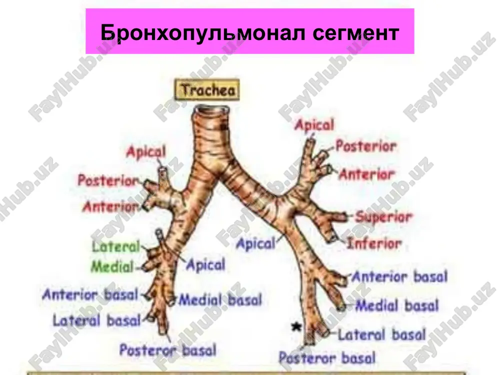 o'pka surunkali nospetsifik yiringli kasalliklari - Page 5