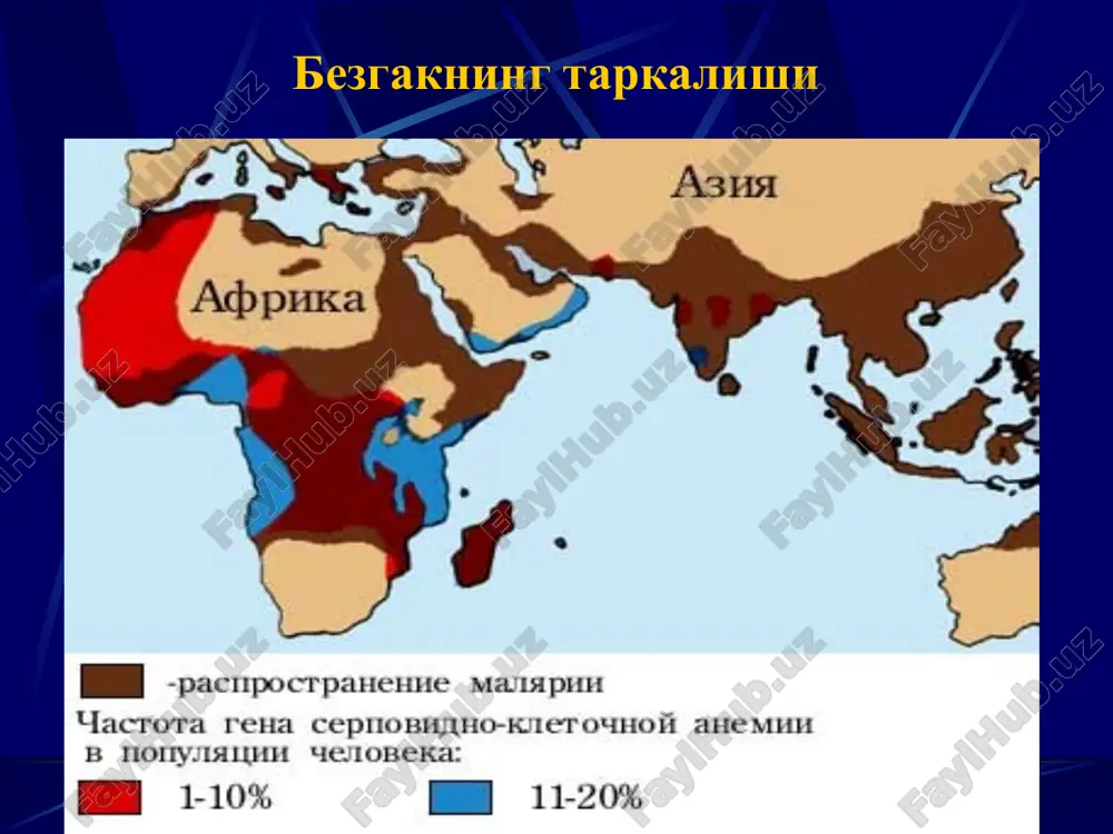 emirlangan. 1-chi xafta oxirida, kun-aro, asosan kunning 2-yarmi bezgak paroksizmalari aniklanadi. dastlab xurujlar kaltirash 15 minutdan 2-3 soatgacha davom etishi mumkin. issiklik davri – 2-6 soat, undan sung ter ajralishi davri. agar bemor davolanmasa, unda xurujlar 3-6 xaftagacha davom etishi, xurujlar engil utishi mumkin. 2-3 xaftasida anemiya rivojlanadi, eritrotsitlar soni 3,0- 10x12l past bulmaydi. 3 kunlik bezgakning temperatura chizigi ovale - bezgak 3- kunlik bezgakka uxshab kechadi. kasallik yumshok kechishi bilan fark kiladi, paroksizmlar kunaro, lekin kechki vakt kuzatiladi. jigar va talok kattalashishi, biroz ogrikli bulishi mumkin. ovale bezgak intermettirluvchi 3-kunlik istma kechkurungi paroksizmlar 4 –kunlik bezgak inkubatsion davr bir necha xafta oraliklarda uzgaradi. birinchi xurujlardan boshlab katt'iy davriylik xos- 2 kundan 3 kunga utishi. paroksizmlar kunning 2 yarmida kuzatiladi. kaltirash davri davomiyligi uzok va keskin namone buladi . issiklik davri 6 soatgacha. bu davrda – keskin bosh ogrishi, mushaklarda ogrik, kungil aynish, kayt kilish, alaxsirash, xushning buzilishi. xaroratning tushishi …