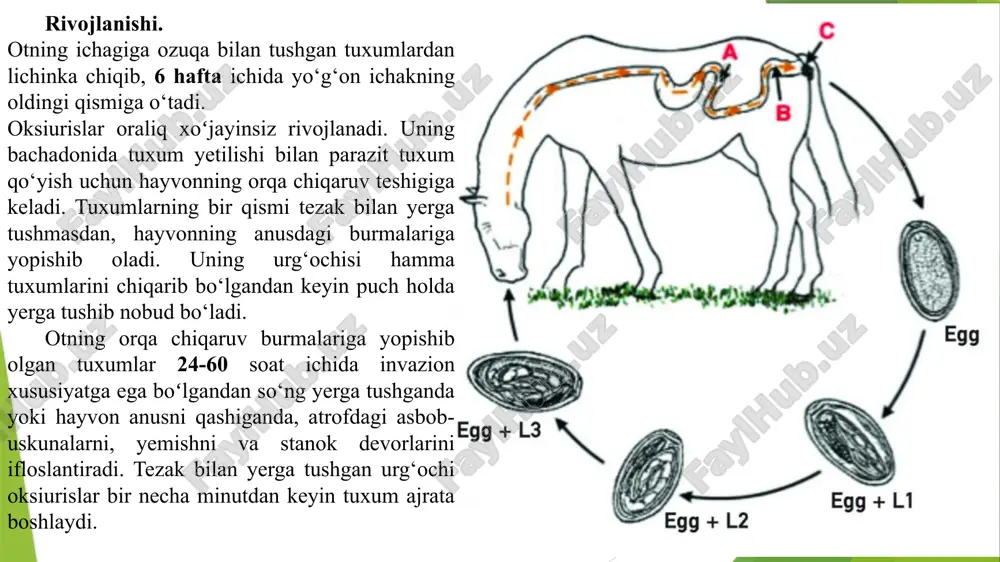 otlarning oksiurozi - Page 5