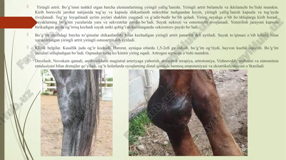 artroz – boʼgʼinga qon quyulishi boʼlib, shikastlanish, distorziya, boʼgʼin chiqishi, boʼgʼinning yopiq sinishi natijasida kelib chiqadi. klinik belgilari. kasal oyoq bukilgan holatda, tuyoq uchiga yengil tayanadi. boʼgʼim hajmi kengaygan, boʼgʼim kapsulasi taranglashgan boʼladi. palpatsiya qilinganda hayvon kuchli ogʼriq sezadi, fibrinozli krepitatsiya eshitiladi. hayvon harakatlanganda tayanchli oqsash, artropunktsiya qilinganda qon va sinovial suyuqlik aralashmasi boʼladi. davolash. aseptik gemartroz, suyak sinmagan boʼlsa 1 chi va 2 chi kunlari sovuq va qisuvchi bogʼlamlar, 3 chi kundan boshlab shikastlangan boʼgʼimning ustki qismida massaj, issiq muolajalar, kam-kam yurgizish, novokainli qamal qilinadi. suyak sinishidan gemartroz kelib chiqqan boʼlsa gipsli bogʼlam, novokain antibiotikli qamal oʼtkazilib, infektsiya rivojlanishining oldi olinadi. image1.jpg image2.jpeg image3.jpg image4.jpg image5.jpg image6.jpg image7.png image8.jpg image9.jpg image10.jpg image11.jpg image12.png image13.jpg image14.jpg /docprops/thumbnail.jpeg