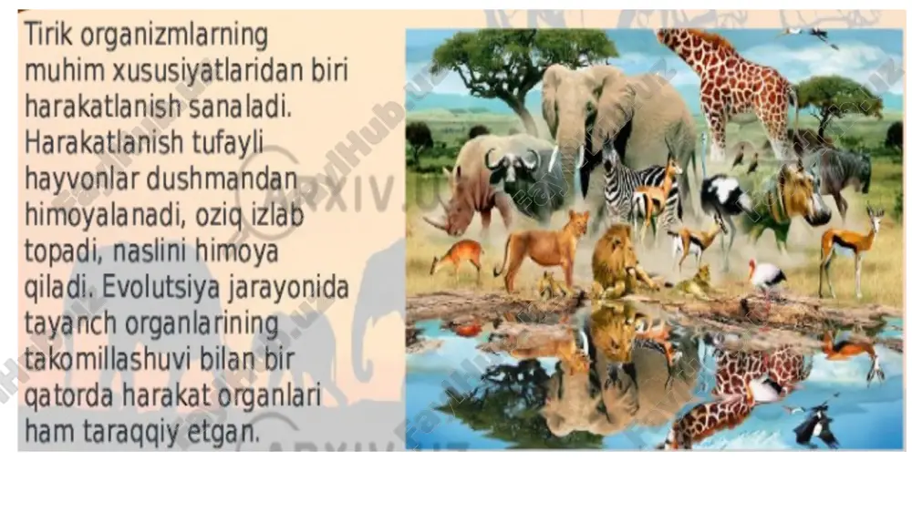 orqa tomondan tersak bo’g’imini bukuvchi muskullar bilan keskin chegaralanib turadi. hayvonlarning kalla suyagida ham huddi odamdagiga o’xshgan elementlar bor (faqat odamda kalla suyagining miya qismi kattaroq bo’lsa , hayvonlarda yuz qismi kattaroqdir). ikki tomonlama simmetriya yaqqol bilinib turadi, yuqori pastki jahlar mavjud. yonoqlar, yonoq ravoqlari, ko’z kosalari, peshana suyaklari bor (fil, itlar va yirik mushuklarda qosh usti ravoqlari ham bo’ladi). kalla suyagi rasmini kontruktiv tuzish va tasvirlasli qonunlari odamga tegishli qonunlar bilan bir xil: yonoqning o’rta chizihi, pastki jag’ va boshqalarni belgilab olib, kalla suyagining tasvirini simmetrik shakl tariqasida tuzib borish kerak. hayvon tasviri tuzilar ekan, ishni ko’krak qafasining katta xajmlarini elka kamari, qorin va chanoq bilan bohlashdan boshlab, oyoqlar, bo’yin bilan bosh va boshqalarning qulay kelganini(hayvon ma’lum bir pozada turmaydigan bo’lgani uchun) xajmli qilib qo’shib boring, tananing ikki tomonlama simmetrik ekanligini esda tutib, albatta o’rta chiziqni belgilab olib tasvirlanadi. tana yoki boshdagi simmetrik elementlar chizilar ekan, bularni darhol bir-biriga …