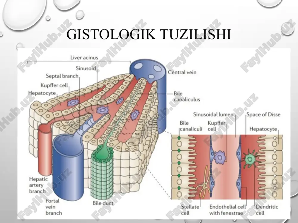 langanda 34 mg bilirubin hosil bo‘ladi. tibbiy va biologik kimyo kafedrasi bilirubinning 2 shakli tafovutlanadi: 1. erkin yoki bilvosta bilirubin. 2. bog‘langan yoki bevosita (to‘g‘ri) bilirubin. qonda umumiy bilirubin miqdori 0,2-1,3 mg/dl (3,4-22,2 mkmol/l), bog‘langan – 0-5,1 mkmol/l. o‘t pigmentlari bir sutkada najas bilan - 200-300 mg/sutka, siydik bilan - 1-2 mg/sutka ajraladi. (17,1 mkmol/l gacha) tibbiy va biologik kimyo kafedrasi sariqlik (icterus)-belgisi bu teri, ko‘zning oqi va shilliq pardalarning sariq rangga bo‘yalishidir. buning sababi qondagi bilirubin moddasining ko‘payishi va inson a‘zolari, to‘qimalarida bilirubin moddasining singib qolishi hisoblanadi. tibbiy va biologik kimyo kafedrasi vzglyadi innovatsii voobrajenie 4 sariqlik 3 turga bo‘linadi jigar faoliyatiga bog‘liq bo‘lmagan yoki jigar usti sariqligi, gemolitik sariqlik parenxematoz sariqlik. bunda jigar to‘qimalari faoliyatining buzilishi, o‘t yo‘li mayda tomirlarining ishi buzilganligi natijasida sariqlik belgisi paydo bo‘ladi «jigar osti» sariqligi. bunda kasallik jigardan tashqaridagi o‘t yo‘llari berkilib qolganda bo‘ladi chaqaloqlar sariqligi fiziologik-bolalardagi fetal gemaglobinni normal gemaglobinga almashinishi patologik: …