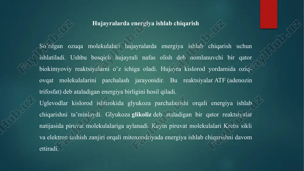 tugallanadi. bu oxirgi jarayon murakkab tuzilishga ega boʻlgan sitoxromoksidaza fermenti yordamida amalga oshiriladi. shunday qilib, substratlarning kislorod yordamida oksidlanishi bir qator oksidlanish va fosforlanish reaksiyalari bilan bogʻlangan boʻlib, bu reaksiyalarning har biri uchun oksidlanayotgan substratning molekulasida toʻplangan energiya ozozdan ajralib turadi va bu energiyadan hujayra toʻliq foydalanishi uchun imkoniyat yaratiladi. ajralib chiqqan energiyaning foydali energiyaga aylanishi "fosforlanish nuktalari" deb ataluvchi qismlarda sodir boʻladi. atfning hosil boʻlishi atf sintetaza fermentlari majmuasi yordamida amalga oshiriladi. bu reaksiya qaytar harakterga ega boʻlib, teskari reaksiya, yaʼni atfning parchalanishini ham amalga oshiradi. oksidlanishli fosforlanish jarayonini miqdor jihatdan ifodalovchi kattalik fan/o koeffitsiyenti boʻlib, u atf hosil qilish uchun sarflangan fosfor atomlari miqdorining mitoxondriy tomonidan yutilgan kislorod atomlari miqdoriga boʻlgan nisbatini bildiradi. bu koeffitsiyent kattaligi oksidlanayotgan substratning harakteriga, hujayraning fiziologik holatiga va hujayra muhitining tarkibiga bogʻliq. nafas olish zanjiridagi fosforlanishning maksimal samaradorligi, yaʼni ra„/o qiymati substrat nadn2 boʻlganida 3 ga, suksinat kislotada — 2 ga teng. nafas …