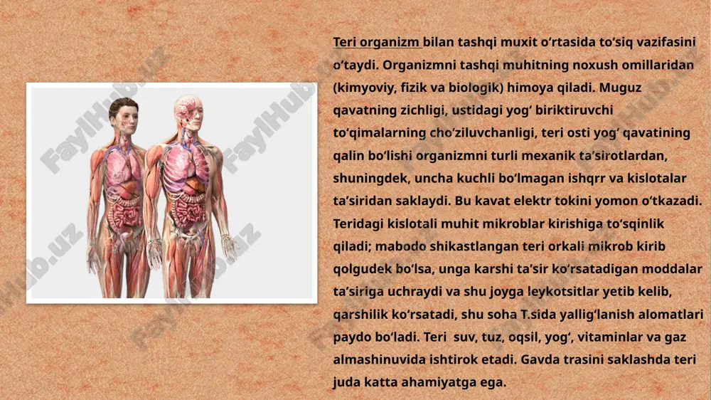 sezgi organlarisining tuzilishi - Page 5