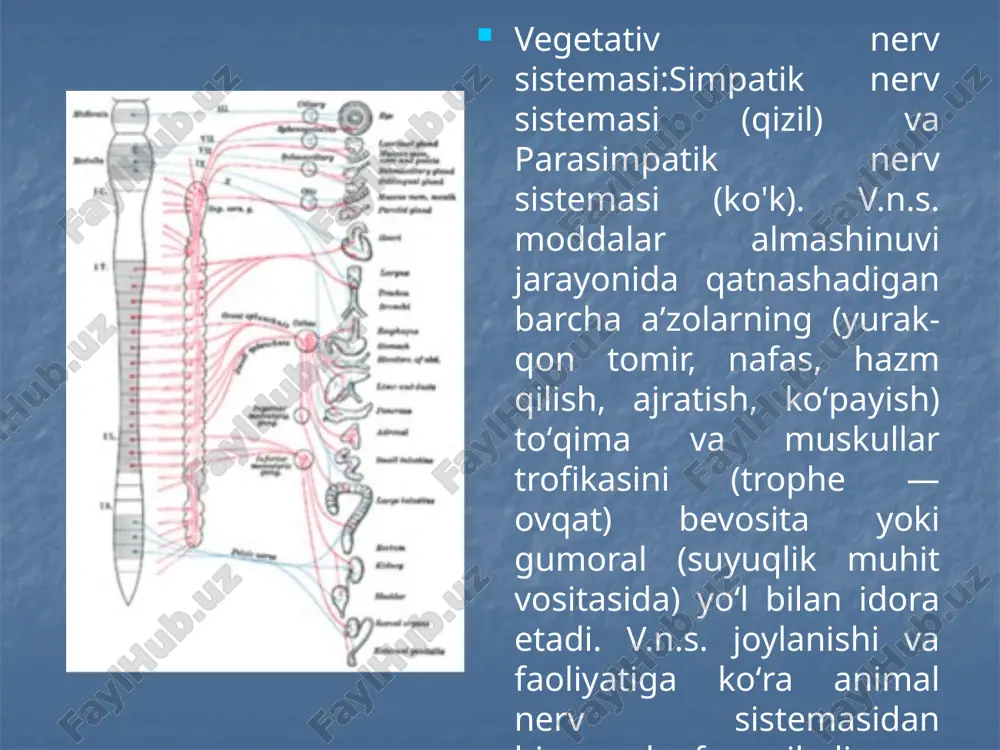 va parasimpatik qismlari barcha ichki a'zolar, qon tomirlari hamda bezlar ishini boshqaradi. binobarin, simpatik nervlar ba'zi a'zolarning ishini kuchaytirib, ba'zilarining ishini susaytiradi. parasimpatik nervlar esa simpatik nervlarga nisbatan teskari ta'sir ko‘rsatadi. bu degan so‘z, simpatik va parasimpatik nerv tizimining ishlari bir-biriga qarama - qarshi emas, balki ular to‘qima va a'zolar funksiyasini zaruriyatiga qarab tartibga soladi. vegetativ nerv tizimining funksiyasi organizmning tashqi muhit sharoitiga moslashuvida muhim biologik ahamiyatga ega. orqa miya ikki xil: reflektor va o'tkazuvchilik fimksiyasini bajaradi. orqa miyaning reflektor funksiyasi. orqa miyaning reflektor funksiyasi reflekslar hosil qilishdan iborat. refleks - bu tashqi va ichki muhit ta'siriga organizmning javob reaksiyasidir refleks markaziy nerv sistemasining asosiy va maxsus funksiyasi hisoblanadi. odam organizmining barcha faoliyati reflekslar orqali amalga oshadi. masalan, og'riqni sezish, qo'l va oyoqlarning harakati, nafas olish va chiqarish, ko'zni yumish va ochish kabilar. refleks yoyi. har bir refleksning rejleks yoyi bo'lib, u quyidagi qismjardan iborat: 1) retseptor - to'qima va …