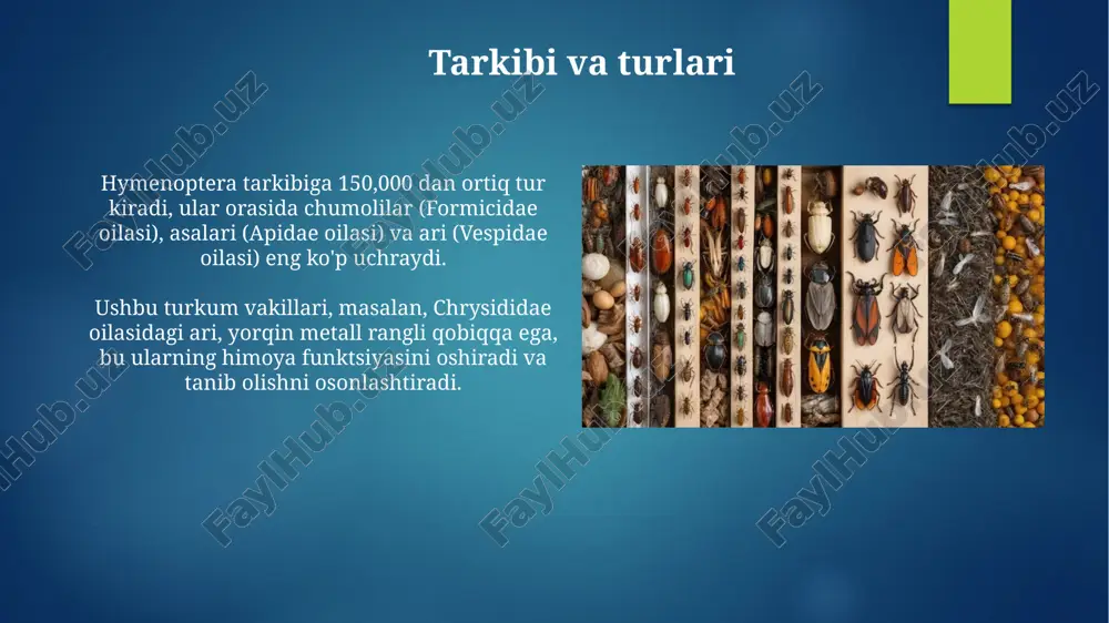 hashorotlar-pardaqanotlilarturkumi - Page 5