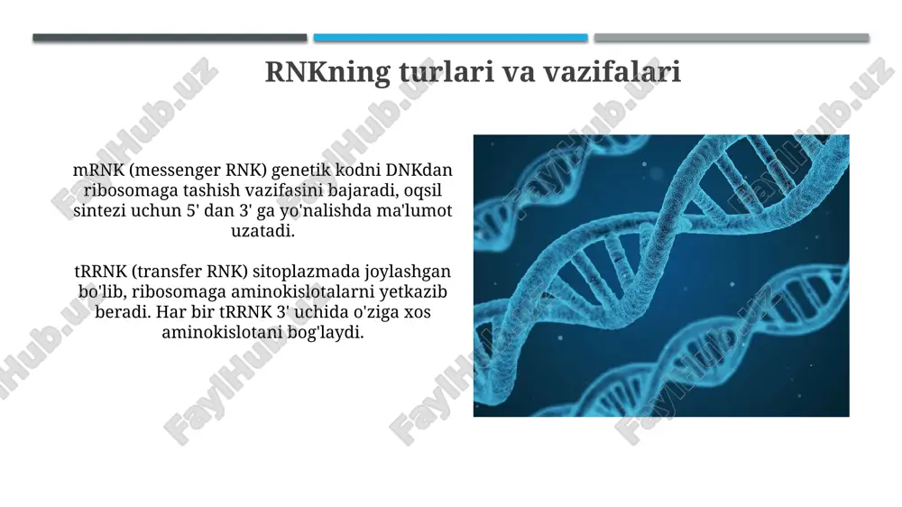 oqsilbiosintezida dnk va rnk ni roli - Page 5