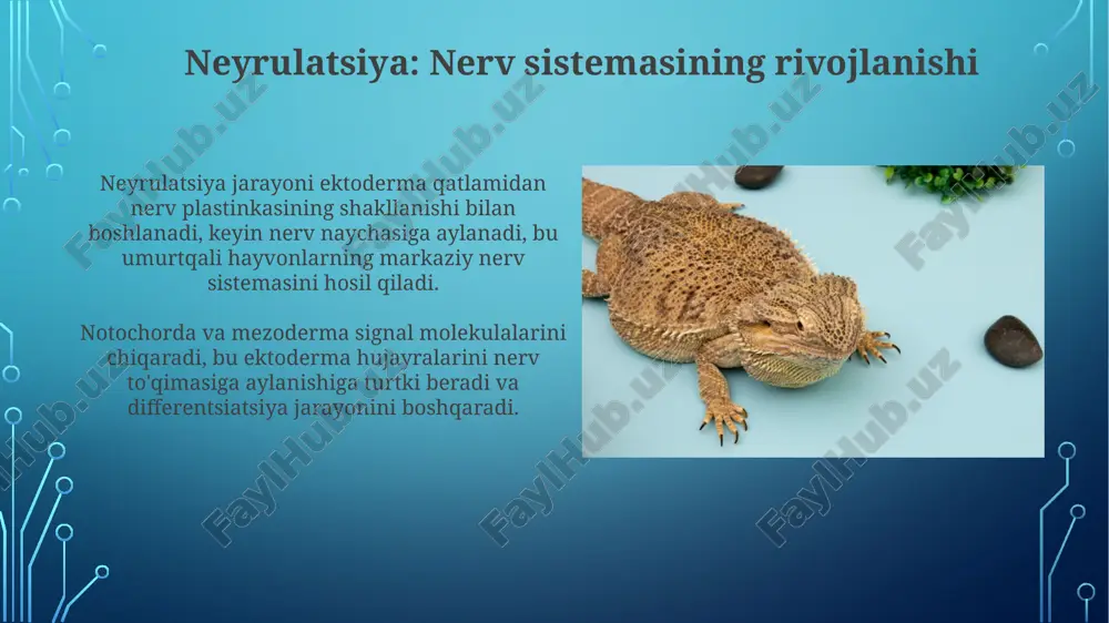 umurtqalihayvonlardaorganogenezningbosqichlari - Page 5
