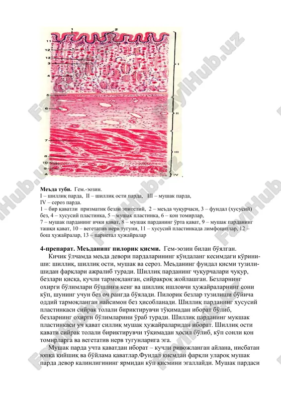 evori pardalarining ko'ndalang kesimdagi ko'rini-shi: shilliq, shilliq osti, mushak va seroz. medaning fundal qismi tuzili-shidan farqlari ajralib turadi. shilliq pardaning chuqurchalari chuqur, bezlari qisqa, kuchli tarmoqlangan, siyrakroq joylashgan. bezlarning oxirgi bo'limlari bo'shlig'i keng va shilliq ishlovchi hujayralarning soni ko'p, shuning uchun bez och rangda bo'yaladi. pilorik bezlar tuzilishi bo'yicha oddiy tarmoqlangan naysimon bez hisoblanadi. shilliq pardaning xususiy plastinkasi siyrak tolali biriktiruvchi to'qimadan iborat bo'lib, bezlarning oxirgi bo'limlarini o'rab turadi. shilliq pardaning mukshak plastinkasi uch qavat silliq mushak hujayralaridan iborat. shilliq osti qavati siyrak tolali biriktiruvchi to'qimadan hosil bo'lib, ko'p sonli qon tomirlarga va vegetativ nerv tugunlariga ega. mushak parda uchta qavatdan iborat – kuchli rivojlangan aylana, nisbatan yupqa qiyshiq va bo'ylama qavatlar.fundal qismdan farqli ularoq mushak parda devor kalinligining yarmidan ko'p qismini egallaydi. mushak pardasi qavatlarining oralarida unchalik katta bo'lmagan siyrak biriktiruvchi to'qi-mali qatlam joylashgan, unda qon tomirlari va nerv tugunlarini ko'rish mumkin. kichik o'lchamda devorining hamma qavatlarini, meda chuqurchalarini, …