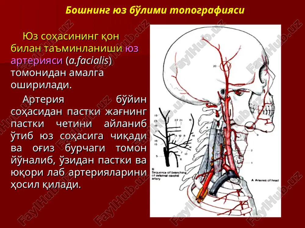 nasi, yonoq nervi, ko'z osti nervi o'tadi (qanot-tanglay va chakka osti chuqurchalari bilan bog'langan). ko'z kosasi cho'qqisida ko'ruv kanali joylashgan, u orqali ko'ruv nervi va ko'z arteriyasi o'tadi (kallaning o'rta chuqurchasi bilan bog'langan). ko'z kosasi ko'z bo'shlig'i ko'z aponevrozi va tenon fastsiyasi yordamida ikki bo'limga ajraladi: oldingi (pars bulbosa); orqa (pars retrobulbosa). oldingi bo'limda ko'z olmasi va ko'z olmasining qini, shuningdek ko'z kosasi yog' tanasi o'rin olgan. orqa bo'limda ko'ruv nervi, ko'z olmasi muskullari, qon tomirlari va nervlari hamda ganglion cilliare joylashgan. ko'z olmasi ko'z olmasi qavatlari: tashqi qobiq - sklera va shox pardadan tashkil topgan. o'rta qobiq - tomirli qobiq. ichki qobiq - to'r parda deb nomlanadi. uning markazi-da ko'ruv dog'i joylashgan, undan 4 mm ichkarida ko'ruv nervi diski mavjud. ko'z olmasi ko'z kosasining oldingi bo'limida o'rin olgan. ko'z olmasiga orqadan ko'z olmasi qini tegib turadi. ko'z olmasi qini va ko'z olmasi orasida ko'zning yog' tanachasi joylashadi. ko'z olmasi …