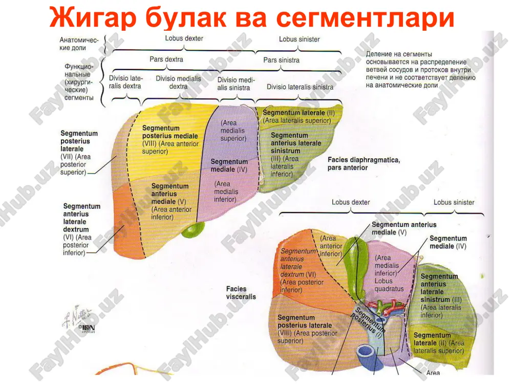 ivie poxudanie boli v obl. pecheni dispepsichekie krovotochivost gepatomegaliya splenomegaliya teleangioektazii jeltushnost skler jeltuxa kojniy zud lixoradka artralgii mialgii pechenochnie ladoni