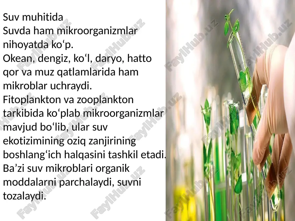 mikroorganizmlarning tabiat datarqalishi - Page 5