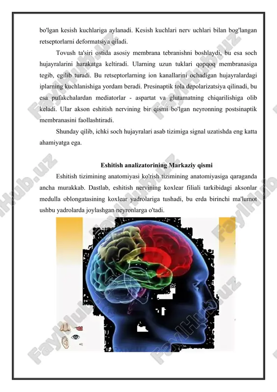 tr faolligi ta'sir qilish tabiatidagi barcha farqlarni aks ettiradi: stimullarning vaqt ketma-ketligi, ular orasidagi interval va ularning chap va o'ng quloqdagi nisbiy intensivligi. intensivlik va vaqtdagi farqlar bir-birini kuchaytiradi, chunki tovush manbasiga qarama-qarshi tomondagi quloq nafaqat kechroq, balki boshning "ekranlash" ta'siri tufayli kamroq intensivlik signalini oladi. eshitish analizatorining patologiyasi eshitish qobiliyatining buzilishi-bu keng qamrovli psixologik va ijtimoiy oqibatlarga olib kelishi mumkin bo'lgan nozik to'siq. eshitish qobiliyati pasaygan yoki to'liq karlik bilan og'rigan bemorlar katta qiyinchiliklarga duch kelishadi. og'zaki aloqadan uzilib, ular ko'p jihatdan yaqinlari va atrofdagi boshqa odamlar bilan aloqani yo'qotadilar va xatti-harakatlarini sezilarli darajada o'zgartiradilar. eshitish hal qilish uchun mas'ul bo'lgan vazifalarni boshqa hissiy kanallar juda qoniqarsiz ravishda engishadi, shuning uchun eshitish insonning eng muhim hissiyotidir va uning yo'qolishini e'tiborsiz qoldirib bo'lmaydi. bu nafaqat boshqalarning nutqini tushunish, balki o'zingiz gapirish qobiliyati uchun ham talab qilinadi. tug'ilgandan kar bolalar gapirishni o'rganmaydilar, chunki ular eshitish stimullaridan mahrum, shuning uchun nutq olishdan …