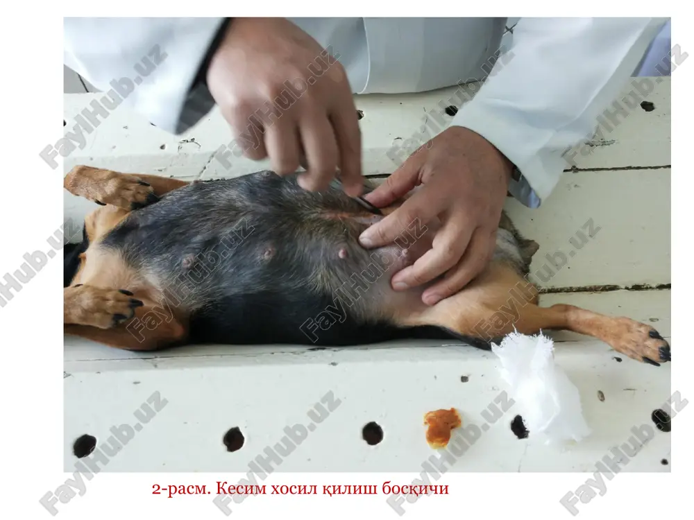 indikning pastki tarafidan parallel kesim bilan qorin devori yoriladi 8–10 sm uzunlikda, qon tomirlar bog'lanadi. qovuq tashqariga chiqariladi va igna shprits yordamida bo'shatiladi. keyin shpritsga ligatura yordamida ko'tarilib devori solanin yordaimda kesiladi va toshlar olib tashlanadi. qovuqning ichi yuviladi va yara serli–lamber choki bilan tiqiladi. qorin devori uch qavat qilib tikiladi qovuqni yorish itlarda sut bezi o’smalari va uni olib tashlash texnikasi veterinariya amaliyotida o’smalarni xirurgik yo’l bilan davolash asosiy usul bo’lib xisoblanadi. hayvonlarda xirurgik usul bilan o’smalarni davolash eng samara beruvchi usul bo’lib xisoblanadi. o’sma qanchalik erta olib tashlansa, davolash samarasi shuncha yuqori bo’ladi, bunda quyidagilarga e’tibor berish lozim: 1. o’sma sog’lom to’qimalar chegarasida olib tashlanishi lozim. chunki hayvonning sog’ayishi o’sma elementlarini to’liq olib tashlab bilan bog’liq, ya’ni o’smani regionar limfa tugunlari bilan birga olib tashlash kerak. 2. kasal hayvonlarni muvofaqiyatli davolash uchun o’smani olib tashlash bilan birgalikda, davolovchi xarakatlarni organizmning ximoya reaksiyalarini oshirishga qaratilish kerak. 3. xirurgik operasiya …