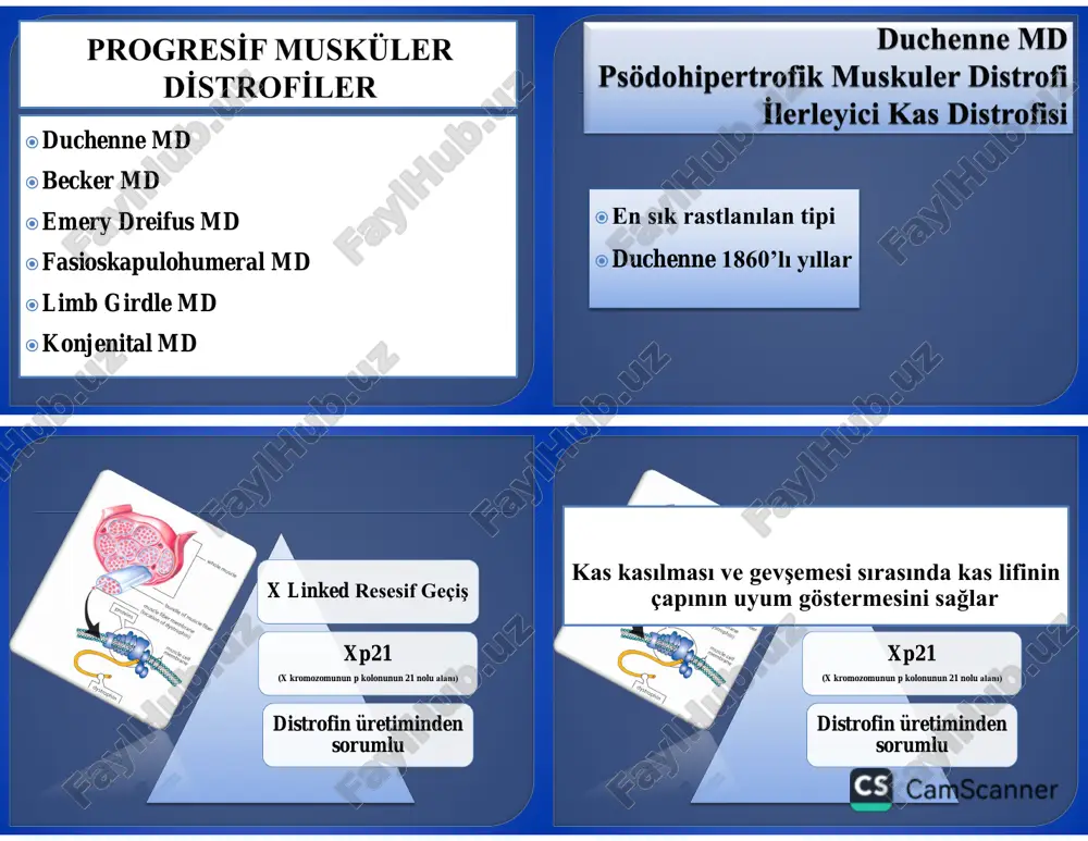 nce başlanmalı  davranışsal değişiklikler  boy uzamasının durması  aşırı kilo alımı  osreoporoz  bozulmuş glikoz toleransı  i̇mmün/adrenal baskılanma  katarakt  deri değişiklikleri kilo kontrolü gerekli kalsiyum ve d vit alımı kilo kontrolü gerekli kalsiyum ve d vit alımı steroid amaç; • deformiteleri önlemek (özellikle ayakbileği) • fonksiyonel kapasiteyi arttırmak/korumak • skolyoz gelişimini önlemek/varsa ilerlemesini durdurmak • solunum kapasitesini arttırmak/korumak • aileye eğitim ve destek vermek • varsa ağrıyı kontrol etmek yoğun bir egzersiz programı olmamalı en çok çalışılacak kaslar; • abdominaller • kalça ekstansörleri • kalça abdüktörleri • diz ekstansörleri bağımsız yürüyor 4 merdiven 12 sn) ya da çıkamaz oturduğu yerden kalkabilir el ile idare edilen ts ya da motorlu mobilite aracı  skolyoz  kontraktür  kullanılacaksa yürüme kaybedilmeden karar verilmeli • kafo  ayakta durma yardımcıları  walker  sonrasında hemen mobilizasyon  alçı ile ayakta durma çalışmaları  kalça fleksör  tensor …