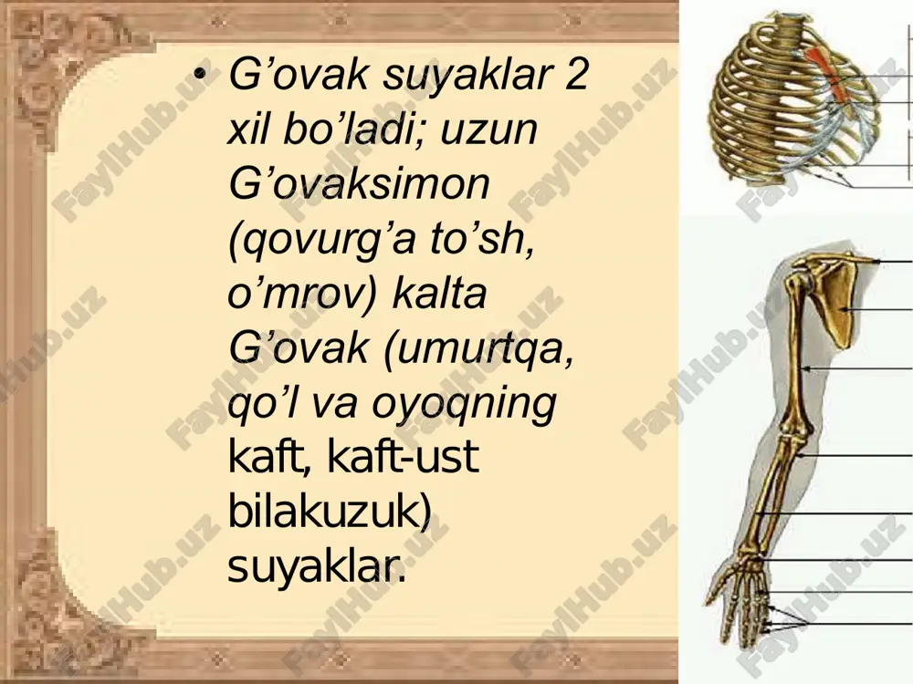 kolonial vakil-obeliya tuzilishi va sistematikasi - Page 5